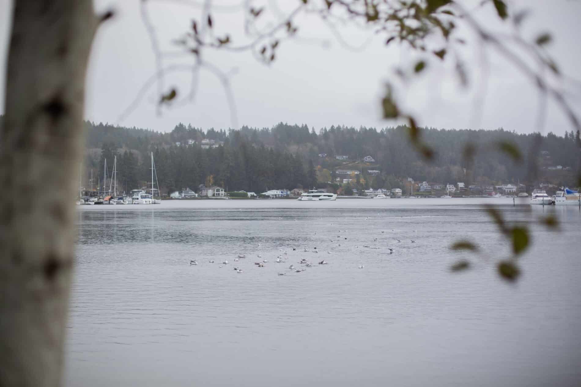 Chum Ramp Walk Chum Walk may be light on chum again; here's why - Gig Harbor Now | A ...