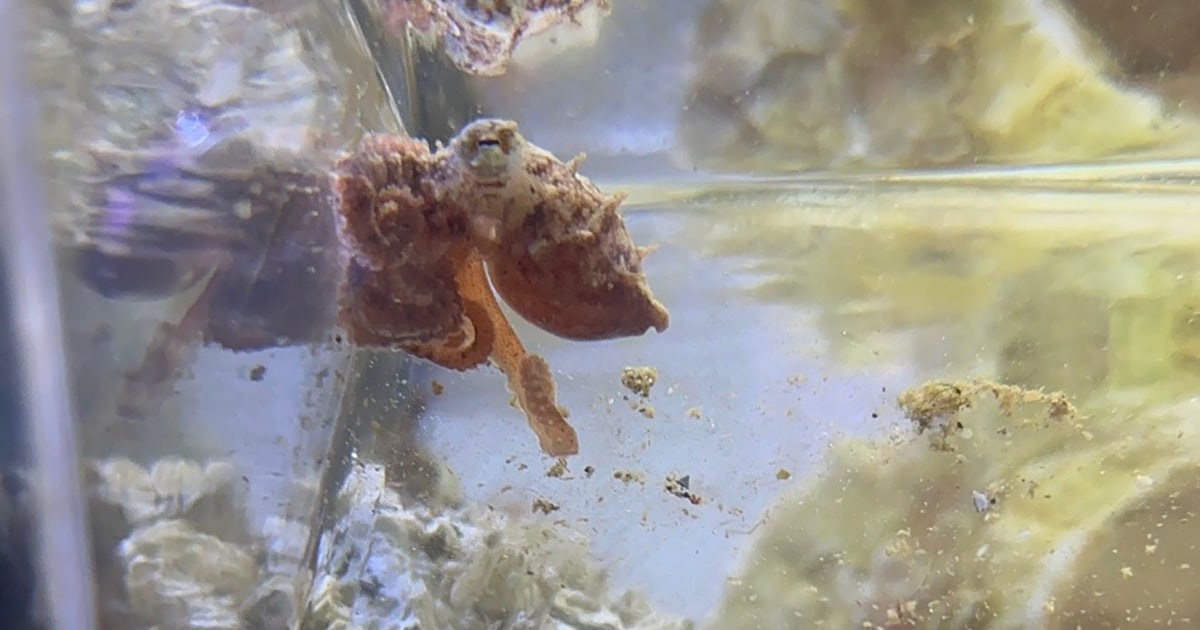 Meet Roomba, Harbor WildWatch's new Pacific red octopus - Gig Harbor ...
