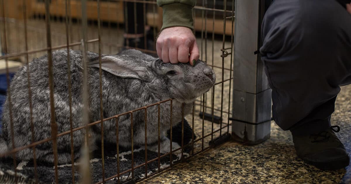 Rabbit Haven wants you to love bunny rabbits ... but not necessarily ...