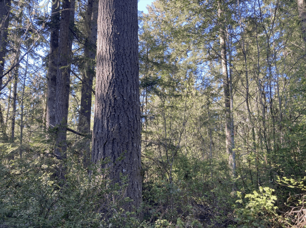 A view of the Campen property.