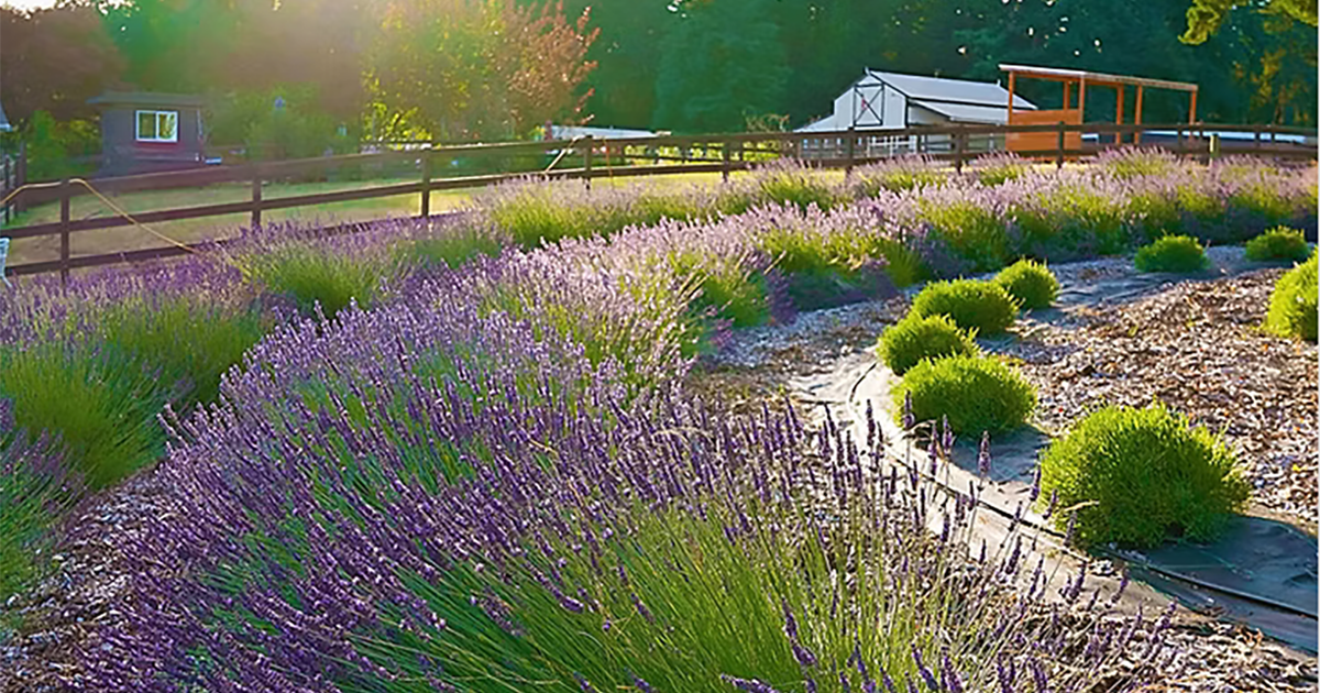 Go on a lavender adventure this weekend in Olalla - Gig Harbor Now