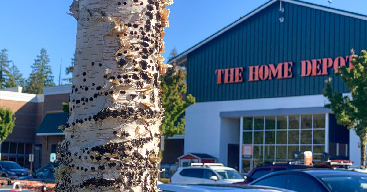 Birches in Gig Harbor Home Depot parking lot turn dead and ghostly, in time for ...